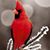Cheryl Mueller's profile image