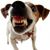 James Dana Hanson's profile image