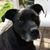 Angelia McGillivray's profile image