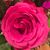 Cindy Leonard's profile image