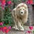 Tracy Dolinsky's profile image