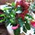 Fran Havard's profile image