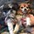 Carol Hamel Ware's profile image