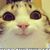 Jayde Grimes's profile image