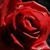 Pam Golden's profile image