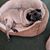 Sandie Hopper's profile image
