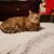 Lori Smithey's profile image