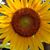 Gina Scarpa Textor's profile image