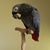 Eveleen Cecchini's profile image