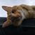 Kellie Wallace Dunn's profile image