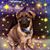 Deborah Gaudreau's profile image
