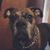Mutumbo Mohammed's profile image