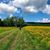 Rachel Kerchner's profile image