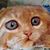 Kathy Woolwine Lambert's profile image