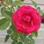 Jacque Watson Sagasser's profile image