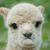 Rosa Melendez's profile image