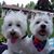 Beth Widdows's profile image
