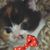 Teresa Niemyjski Hurley's profile image