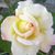 Maria Valdez's profile image