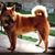Janet DiPasquale Romani's profile image