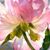 Cathy Bohon Wheeler's profile image