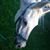 Cochise Horsey's profile image