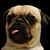 Ben Beauchamp's profile image