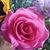 Marlene Morine's profile image