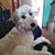 Jacqueline Sampson's profile image