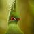 Joy Pedraza's profile image