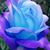 Dina Higginbotham's profile image