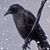 Johannah Gustafson Quigley's profile image