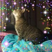 Stacy Renee's profile image