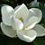 Mary Sharron Furgerson's profile image