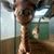 Dana Theodorsen's profile image