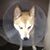 Poppet D Nice's profile image