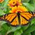 Lori Ann Albert's profile image