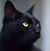 Sharon Slavey's profile image
