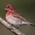 Robin Wadsworth Scrivner's profile image