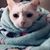 Autumn Phelan's profile image