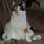 Frances Scannapieco's profile image