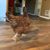 Renee Alperstein-Davidson's profile image
