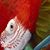 Chester Evesong's profile image