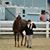 Dawn Taylor-Bell's profile image