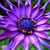 Cynthia Shuman's profile image