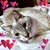Karen Wilson's profile image