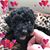 Felicia Torres's profile image