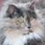 Maleia Elliott Plyler's profile image
