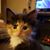 Karen Swartz's profile image