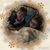 Dana Holman Mayberry's profile image